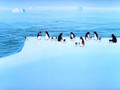 мультфильм Пингвины скачать